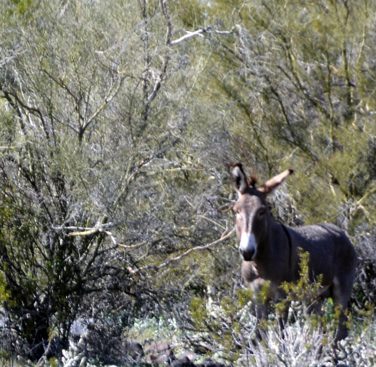donkey